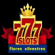 flores silvestres desbravadores desbravadores 25